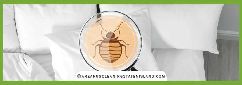 Bed Bug Treatment Process